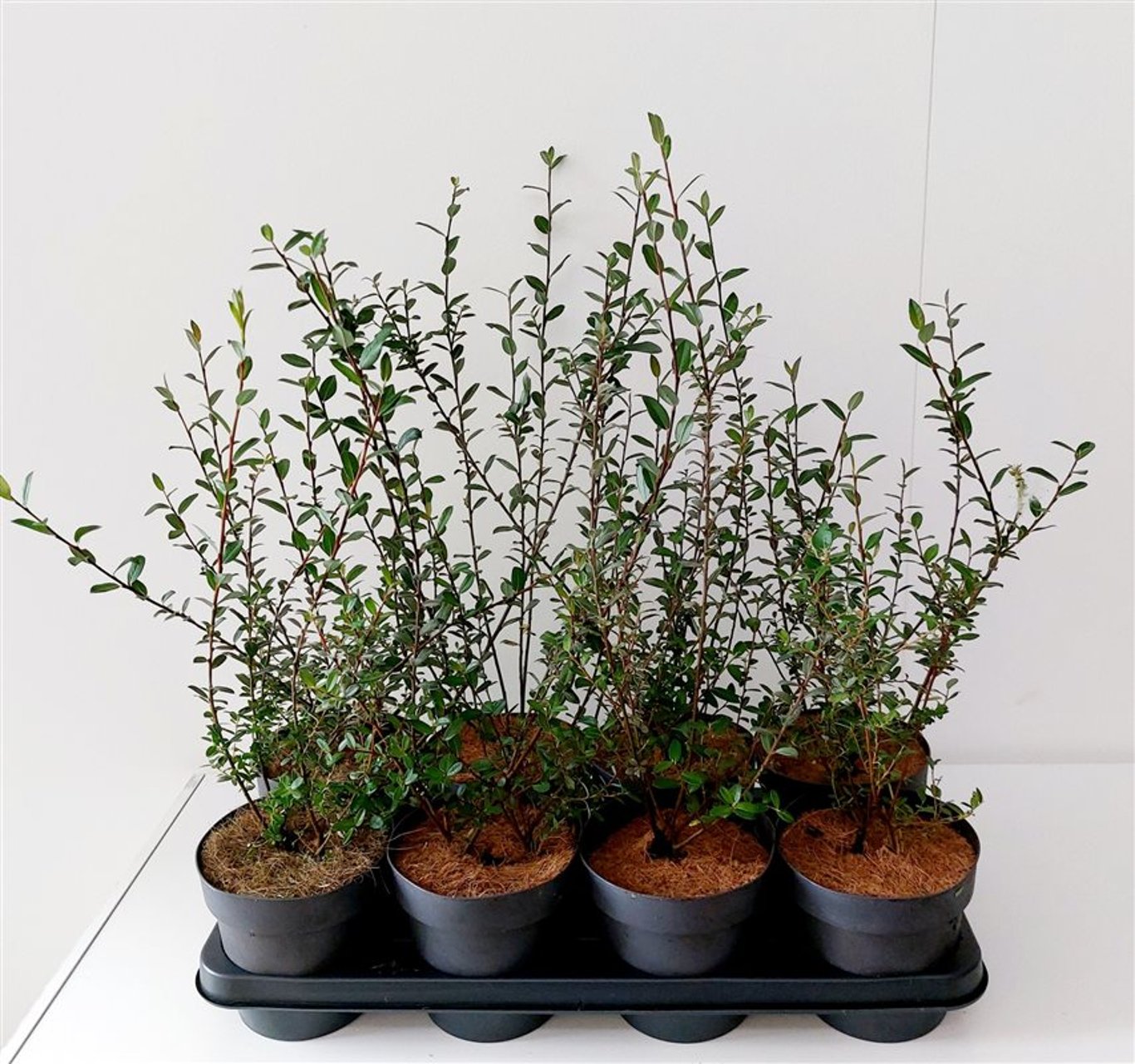 Salix irrorata - C1,5